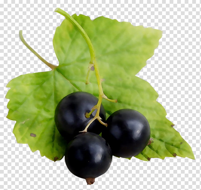 Grape Leaf, Gooseberry, Blackcurrant, Zante Currant, Bilberry, Redcurrant, Medicinal Plants, Damson transparent background PNG clipart