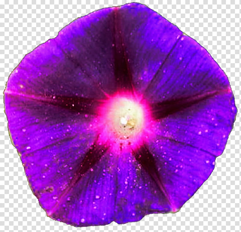 Electric Purple Morning Glory transparent background PNG clipart
