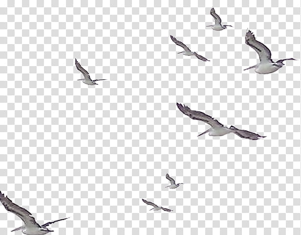 Picsart, Bird, Gulls, Phoenicopterus, , Digital Art, Ciconia, Digital transparent background PNG clipart