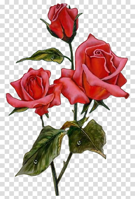 Flowers, Garden Roses, Centerblog, Blog, Red Roses, Painting, Chomikujpl, Mp3 transparent background PNG clipart