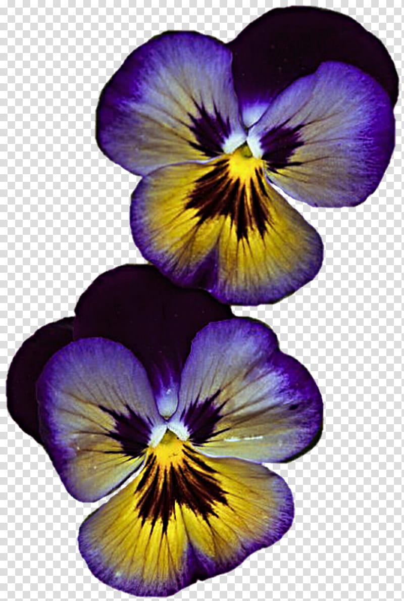Purple Pansy Twins transparent background PNG clipart
