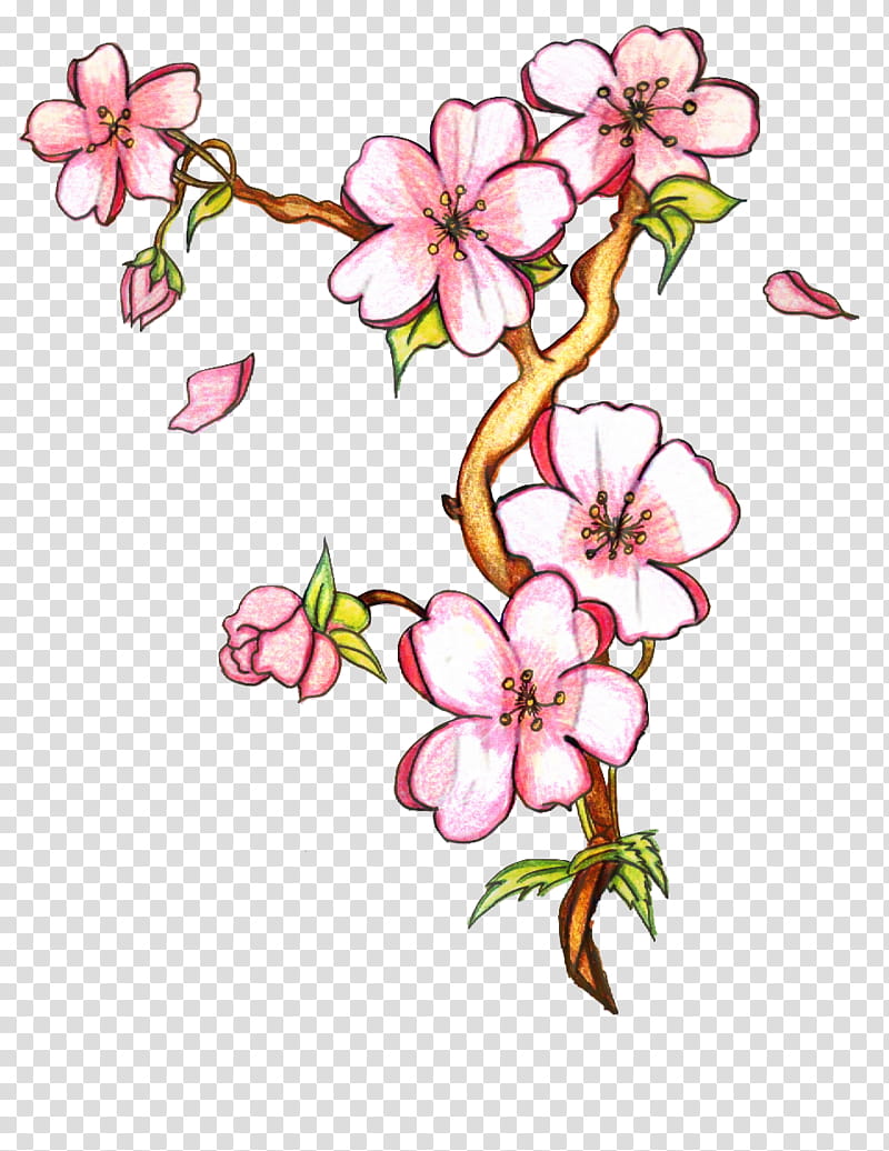 Botanical drawing with Cherry blossom flower. 19859204 PNG