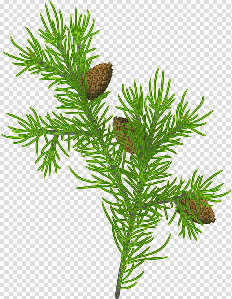 Christmas pine fir, pine cone art transparent background PNG clipart