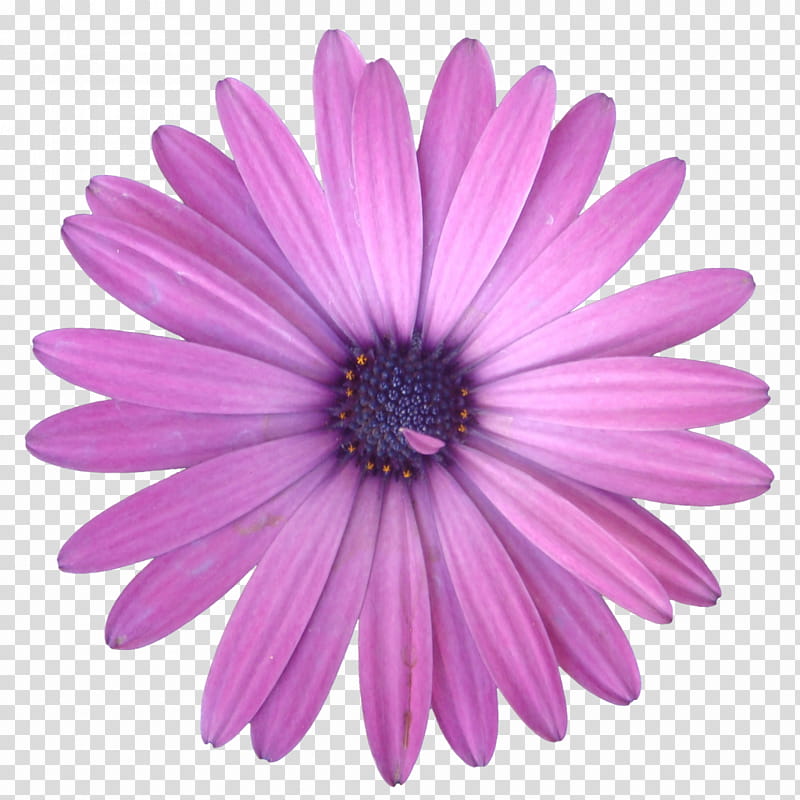 Flores En, pink gerbera flower transparent background PNG clipart