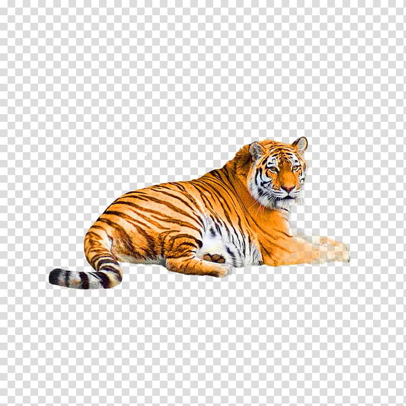 Cats, Bengal Tiger, Siberian Tiger, Lion, Tiger Hunting, Animal, Wildlife, Whiskers transparent background PNG clipart