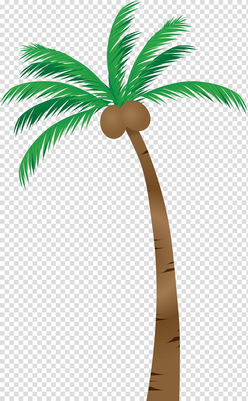 Coconut Leaf Drawing, Palm Trees, Asian Palmyra Palm, Plants, Liana, Rosemallows, Arecales, Green transparent background PNG clipart