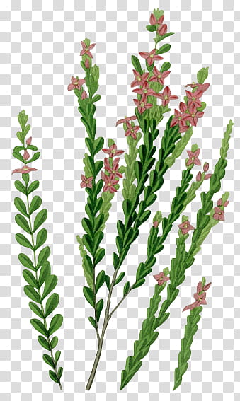 pink petaled flowers with green leaves illustration transparent background PNG clipart