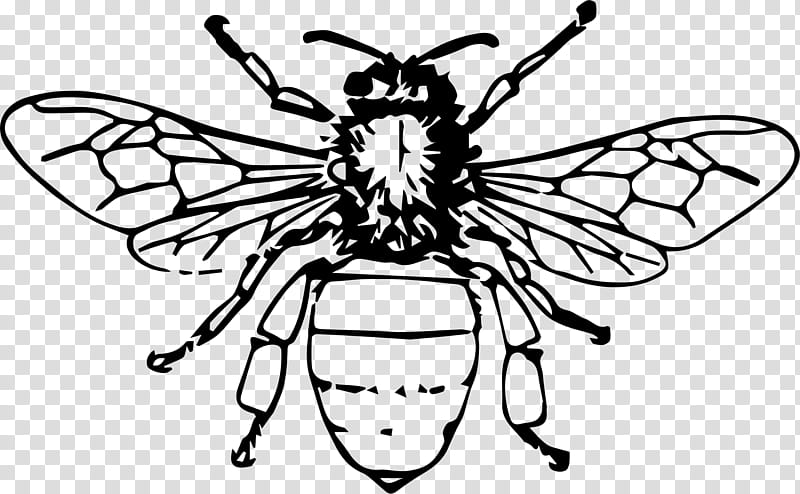 Hopeless Fountain Kingdom VOL  , black bee illustration transparent background PNG clipart