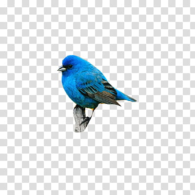 Crea tu propia TEXTURA, blue bunting bird transparent background PNG clipart