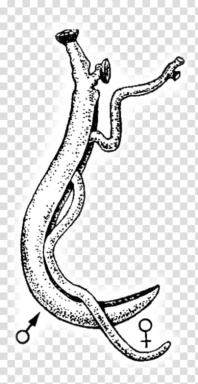 Flukes Reptile, Schistosomiasis, Schistosoma Haematobium, Biological Life Cycle, Schistosoma Japonicum, Parasitism, Disease, Parasitic Worm transparent background PNG clipart