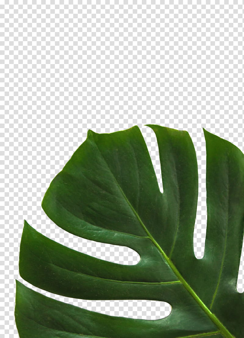 Banana Leaf, Plants, Closeup, Swiss Cheese Plant, Green, Monstera Deliciosa, Flower, Alismatales transparent background PNG clipart