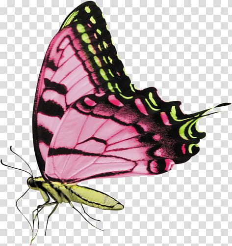pink and yellow butterfly transparent background PNG clipart