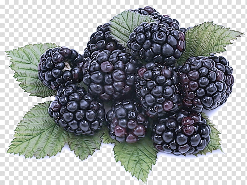 blackberry berry plant rubus fruit, Boysenberry, Dewberry, Loganberry, Frutti Di Bosco, Bramble transparent background PNG clipart