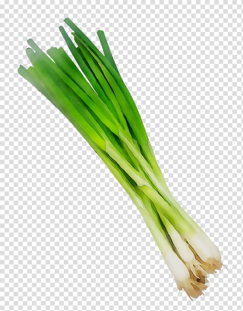 Onion, Welsh Onion, Leek, Scallion, Herb, Commodity, Onions, Vegetable transparent background PNG clipart