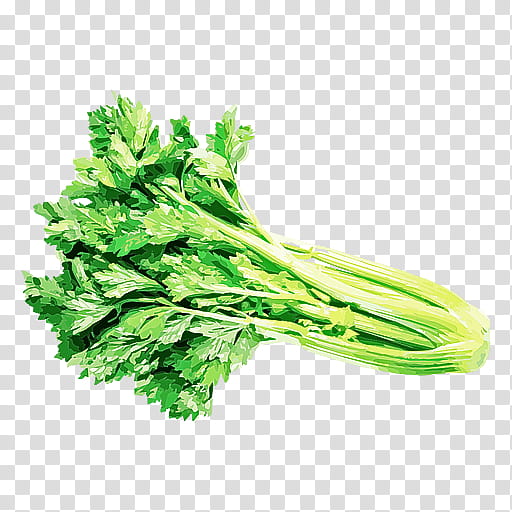 vegetable leaf vegetable food plant celery, Choy Sum, Herb, Chinese Celery transparent background PNG clipart