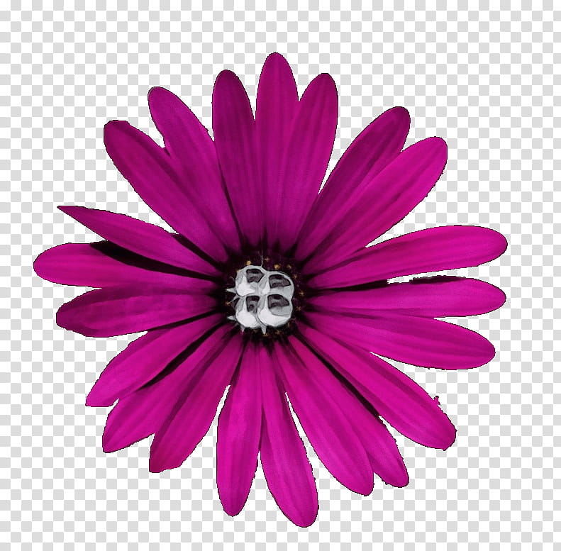 pink petal african daisy flower magenta, Watercolor, Paint, Wet Ink, Violet, Purple, Gerbera, Barberton Daisy transparent background PNG clipart