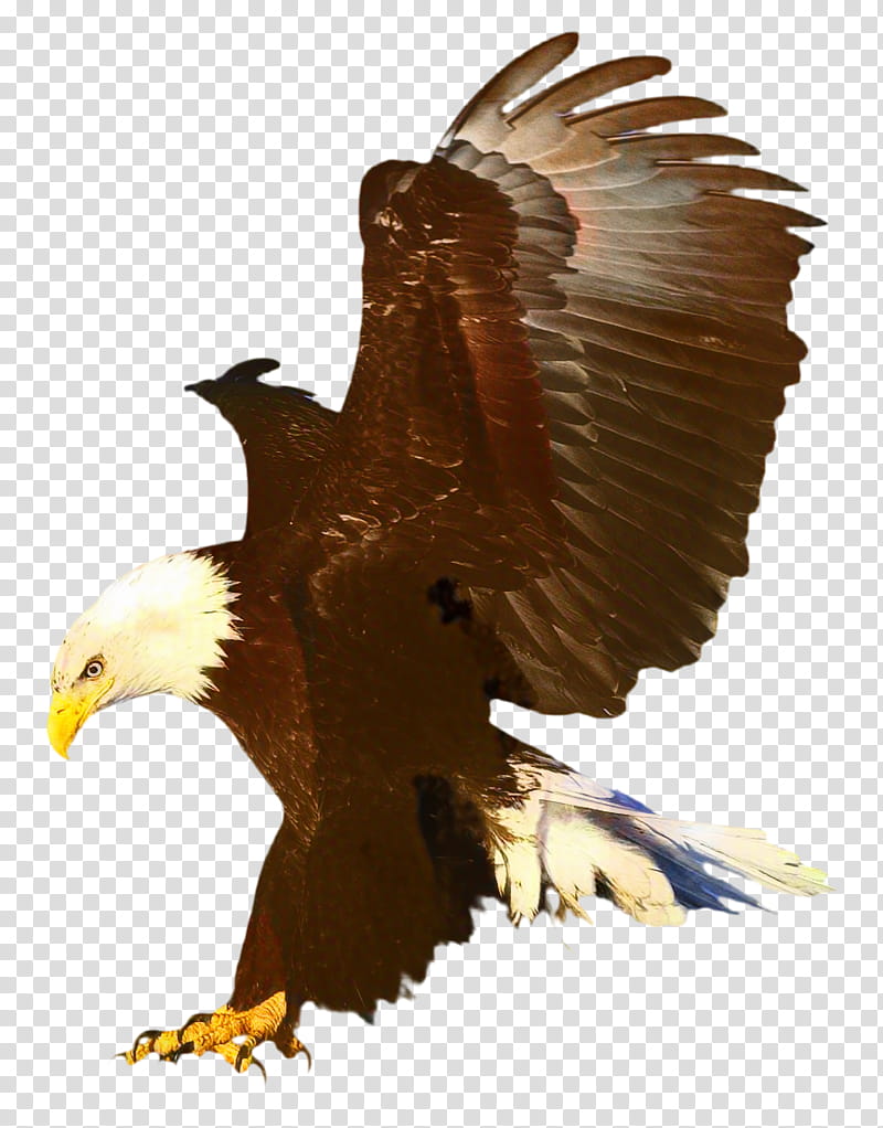 shaheen eagle wallpaper