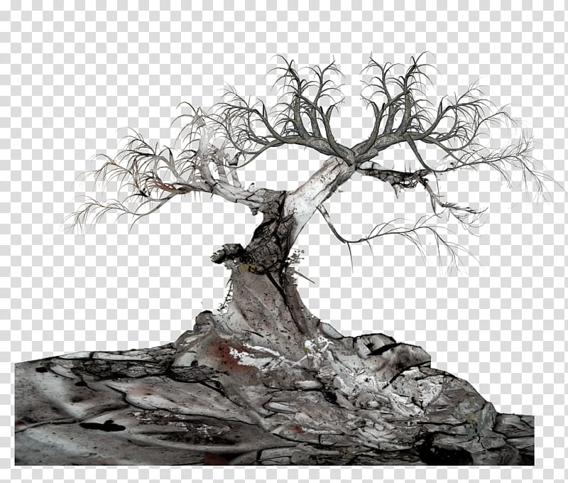 Tree, illustration of bare tree transparent background PNG clipart