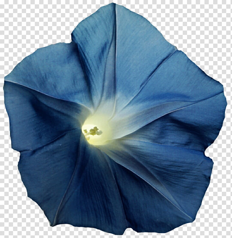 Grey Blue Morning Glory transparent background PNG clipart