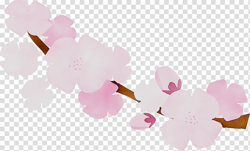 Cherry Blossom, Stau150 Minvuncnr Ad, Floral Design, Pink M, Computer, Cherries, Rtv Pink, Flower transparent background PNG clipart