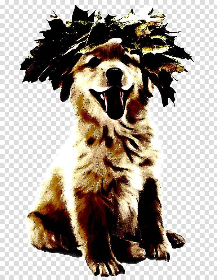 Border collie, Dog, Dog Breed, Sporting Group, Australian Shepherd, Rare Breed Dog, Puppy transparent background PNG clipart