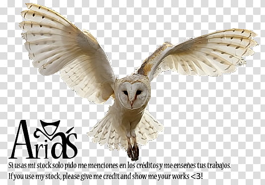 Owl, white barn owl with black text overlay transparent background PNG clipart