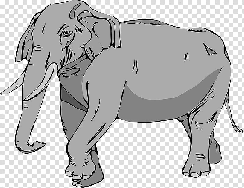 Elephant, Asian Elephant, African Elephant, Tusk, White Elephant, Animal, Indian Elephant, Line Art transparent background PNG clipart