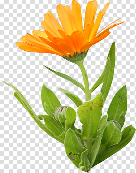 Painting, English Marigold, Flower, 2018, Plants, Calendula, Orange, Flowerpot transparent background PNG clipart