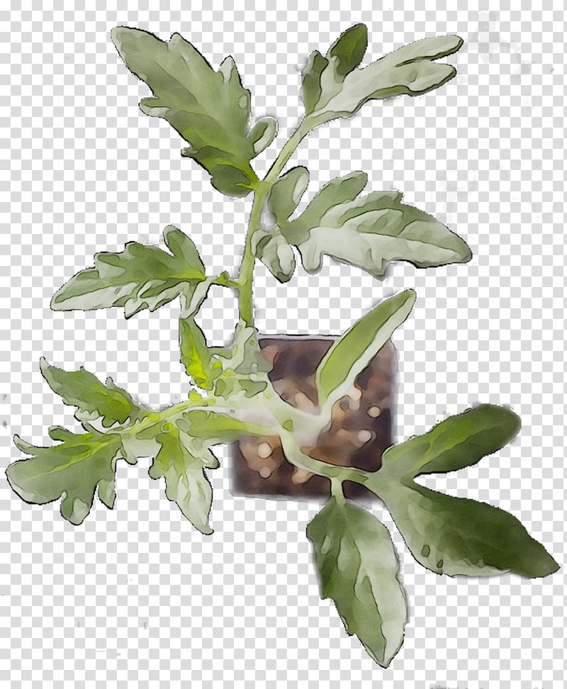 Rubber Tree, Houseplant, Plants, Herb, Natural Rubber, Ficus Umbellata, Plant Stem, Crock transparent background PNG clipart