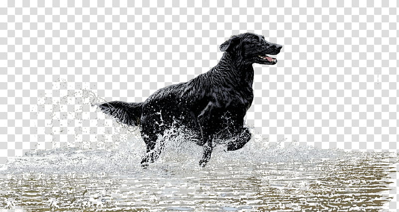 Gun, Flatcoated Retriever, Green River College, Breed, Gun Dog, Water, Computer, Opinion transparent background PNG clipart