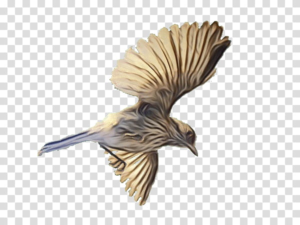 bird wing beak chickadee songbird, Watercolor, Paint, Wet Ink, Perching Bird, Cuckoo, Old World Flycatcher, House Sparrow transparent background PNG clipart