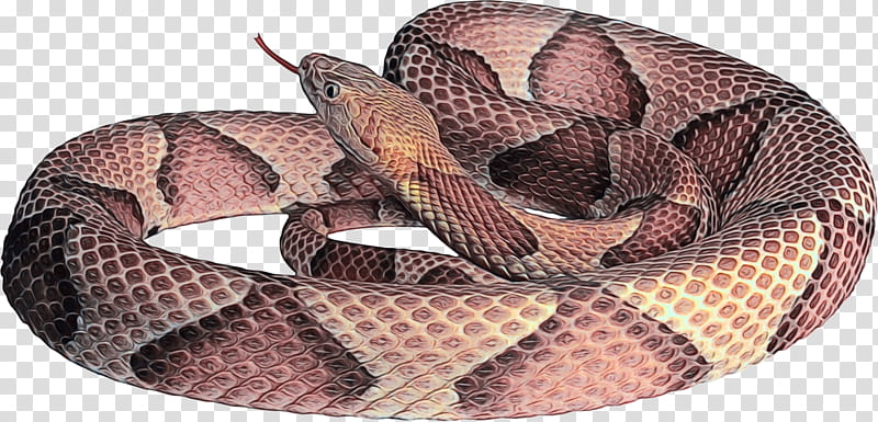 Snake, Rattlesnake, Snakes, Boa Constrictor, Kingsnakes, Hognose Snake, Elapid Snakes, Vipers transparent background PNG clipart