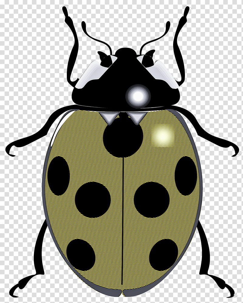 insect beetle leaf beetle blister beetles darkling beetles transparent background PNG clipart