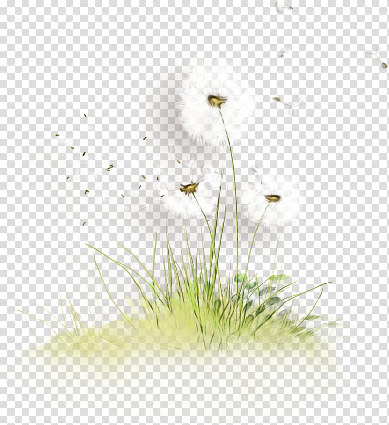 Watercolor Flower, Paint, Wet Ink, Grasses, Plant Stem, Twig, Closeup, Computer transparent background PNG clipart