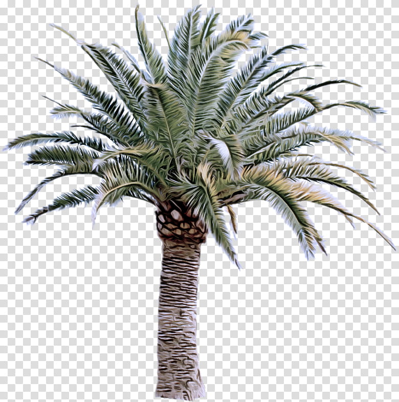 Palm tree, Plant, Arecales, Date Palm, Woody Plant, Terrestrial Plant, Elaeis, Attalea Speciosa transparent background PNG clipart