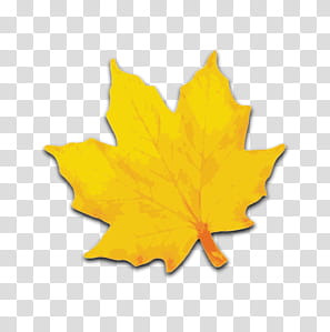 Yellow , yellow maple leaf transparent background PNG clipart