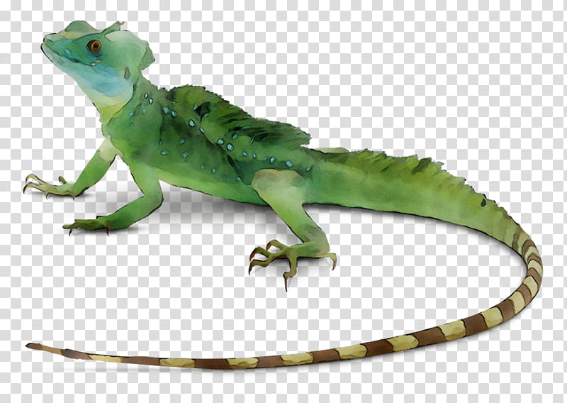 Dragon, Common Iguanas, Lizard, Reptile, Snakes, Skink, Plumed Basilisk, Casquehead Lizards transparent background PNG clipart