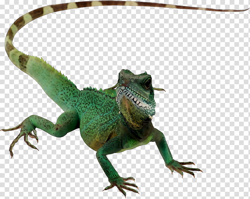 Chameleon, Agamid Lizards, Chameleons, Common Iguanas, Animal, Reptile, Iguania, Scaled Reptile transparent background PNG clipart