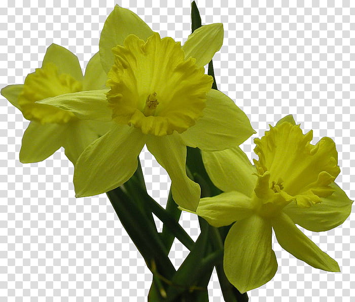 Flower Design, Presentations, Videogames, Largeflowered Eveningprimrose, Jonquil, Catcats, Yellow, Daffodil transparent background PNG clipart