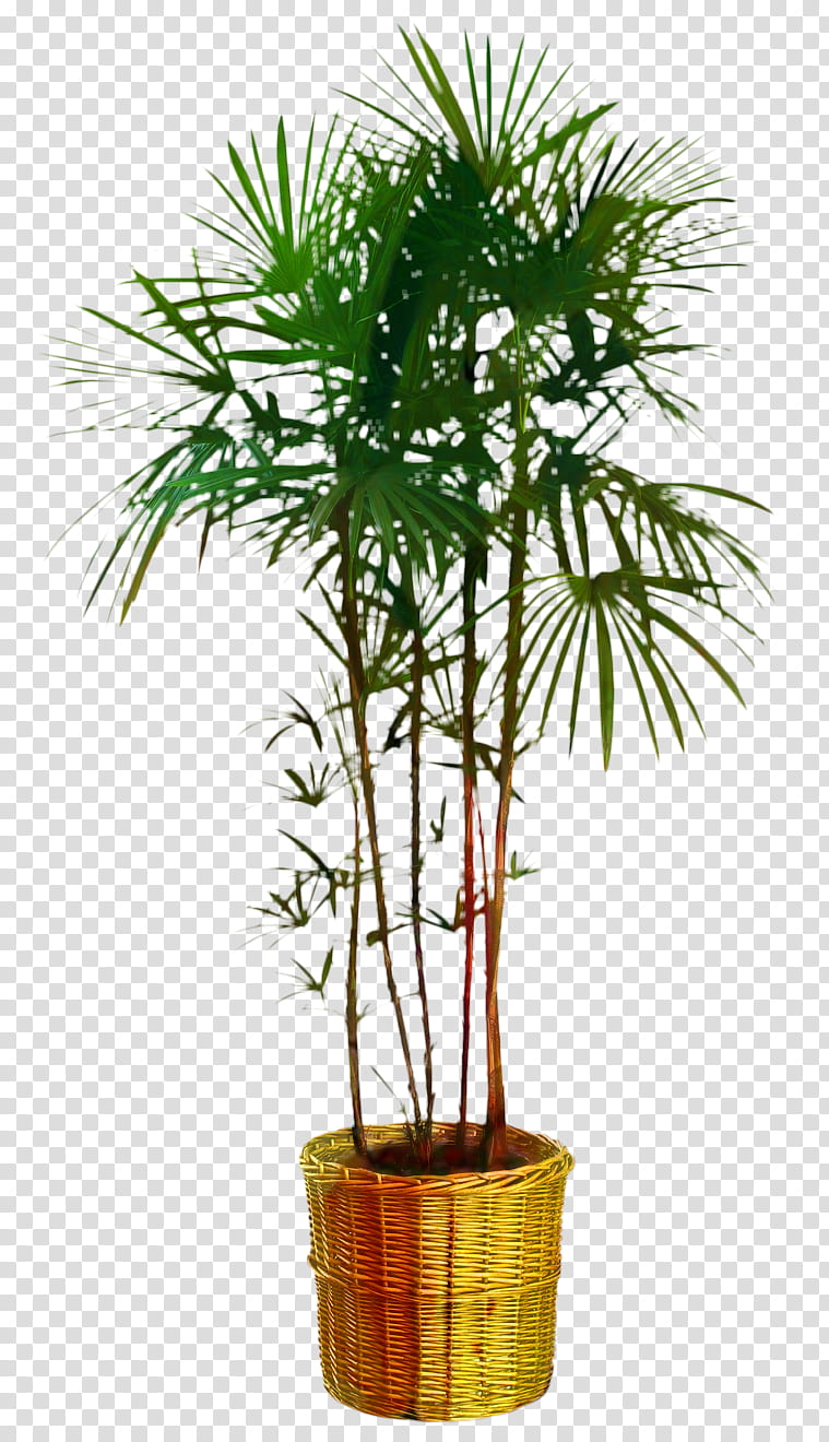 Palm Tree, Asian Palmyra Palm, Flowerpot, Palm Trees, Saw Palmetto, Saw Palmetto Extract, Date Palm, Houseplant transparent background PNG clipart