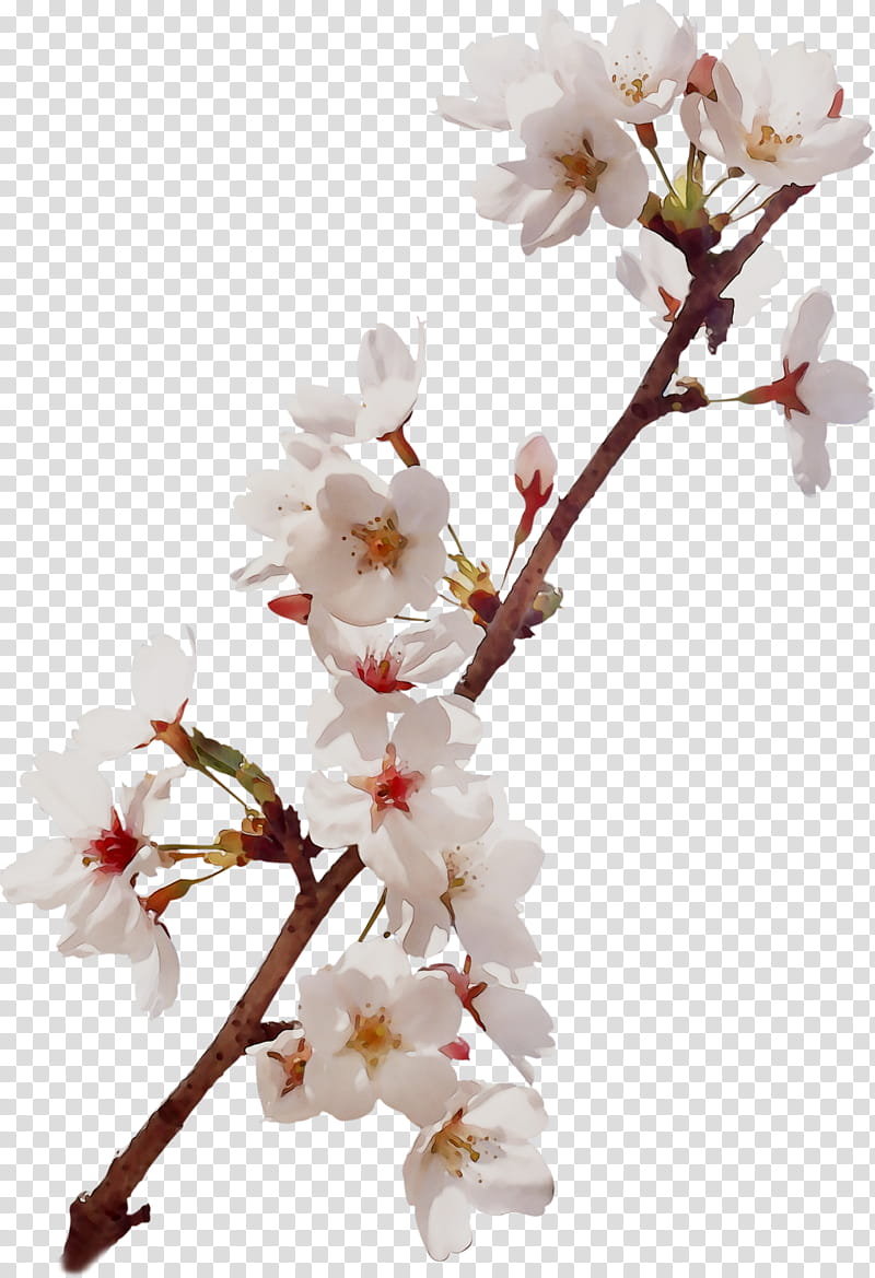 Cherry Blossom, Stau150 Minvuncnr Ad, Prunus, Plant Stem, Cut Flowers, Cherries, Petal, Twig transparent background PNG clipart