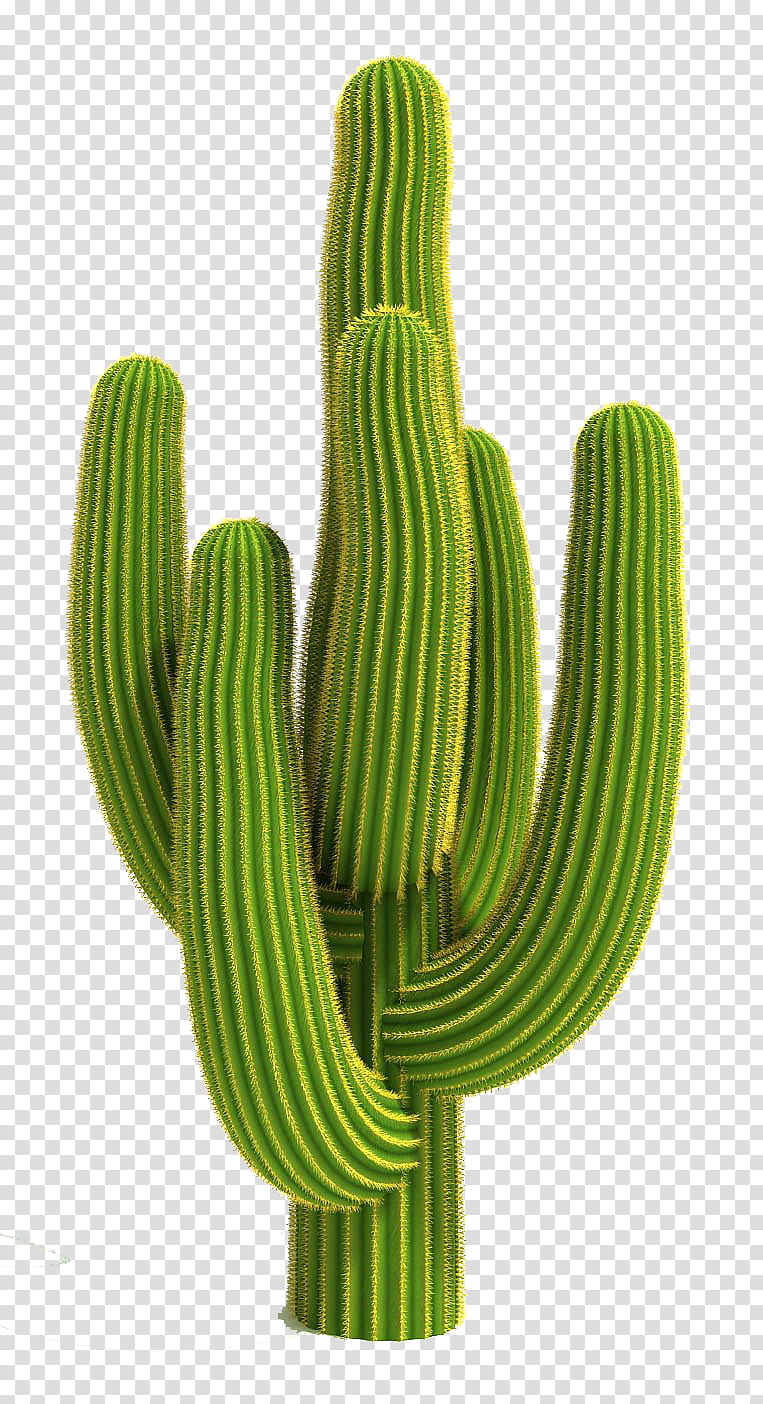 Cactus, Garden, 3D Computer Graphics, Prickly Pear, Smiley, Triangle Cactus, Caryophyllales, Saguaro transparent background PNG clipart