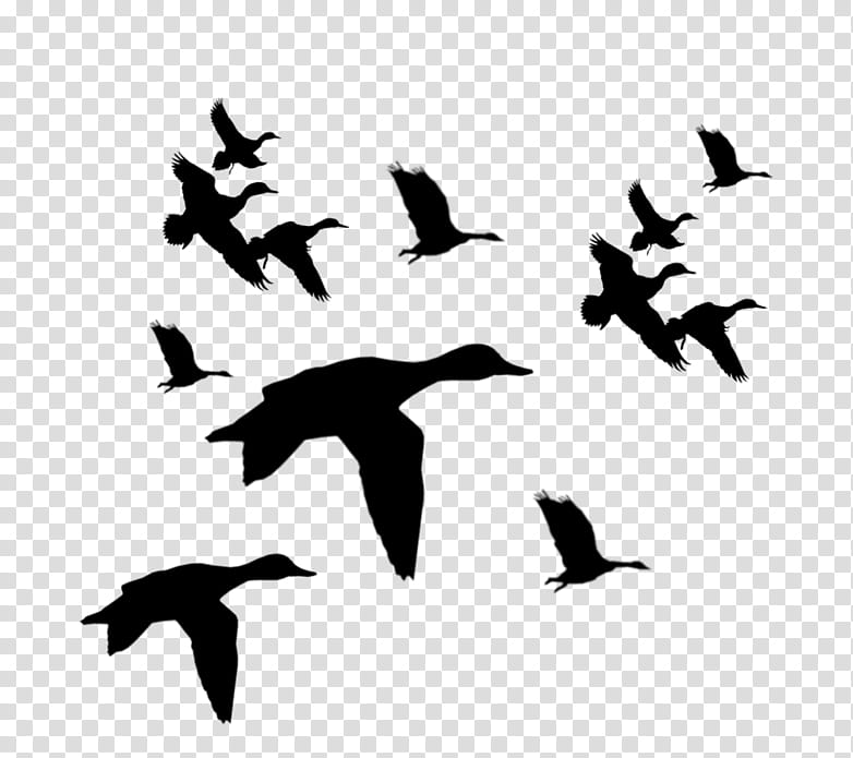 Cartoon Nature, Duck, Molfetta, Organization, Rubber Duck, Bird Migration, Ranch, Flock transparent background PNG clipart
