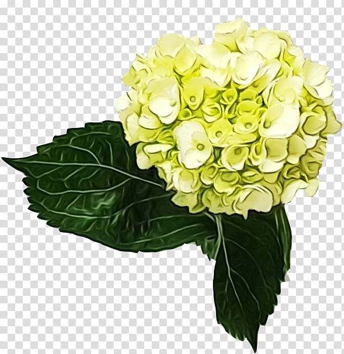 Watercolor Flower, Paint, Wet Ink, Hydrangea, Floral Design, Cut Flowers, Flower Bouquet, Hydrangeaceae transparent background PNG clipart