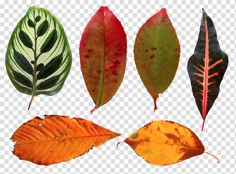 leaf plant plant pathology flower beech, Arrowroot Family transparent background PNG clipart