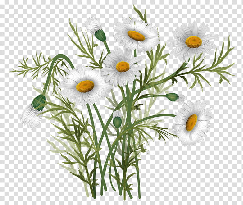 daisies white daisy flowers illustration transparent background png clipart hiclipart daisies white daisy flowers