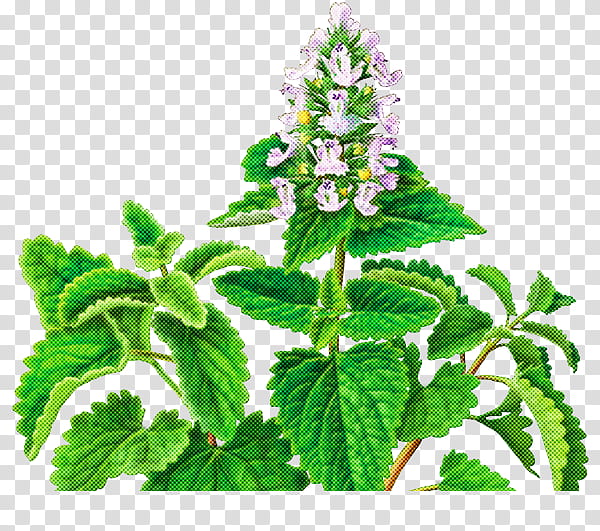 plant flower leaf herb peppermint, Spearmint, Ocimum Tenuiflorum, Betony, Lemon Beebalm transparent background PNG clipart