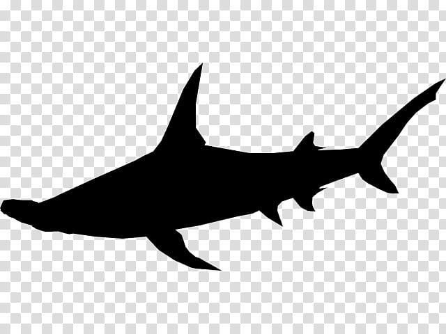 Great White Shark, Fish, Cartilaginous Fish, Fin, Lamniformes, Requiem Shark, Carcharhiniformes, Squaliformes transparent background PNG clipart
