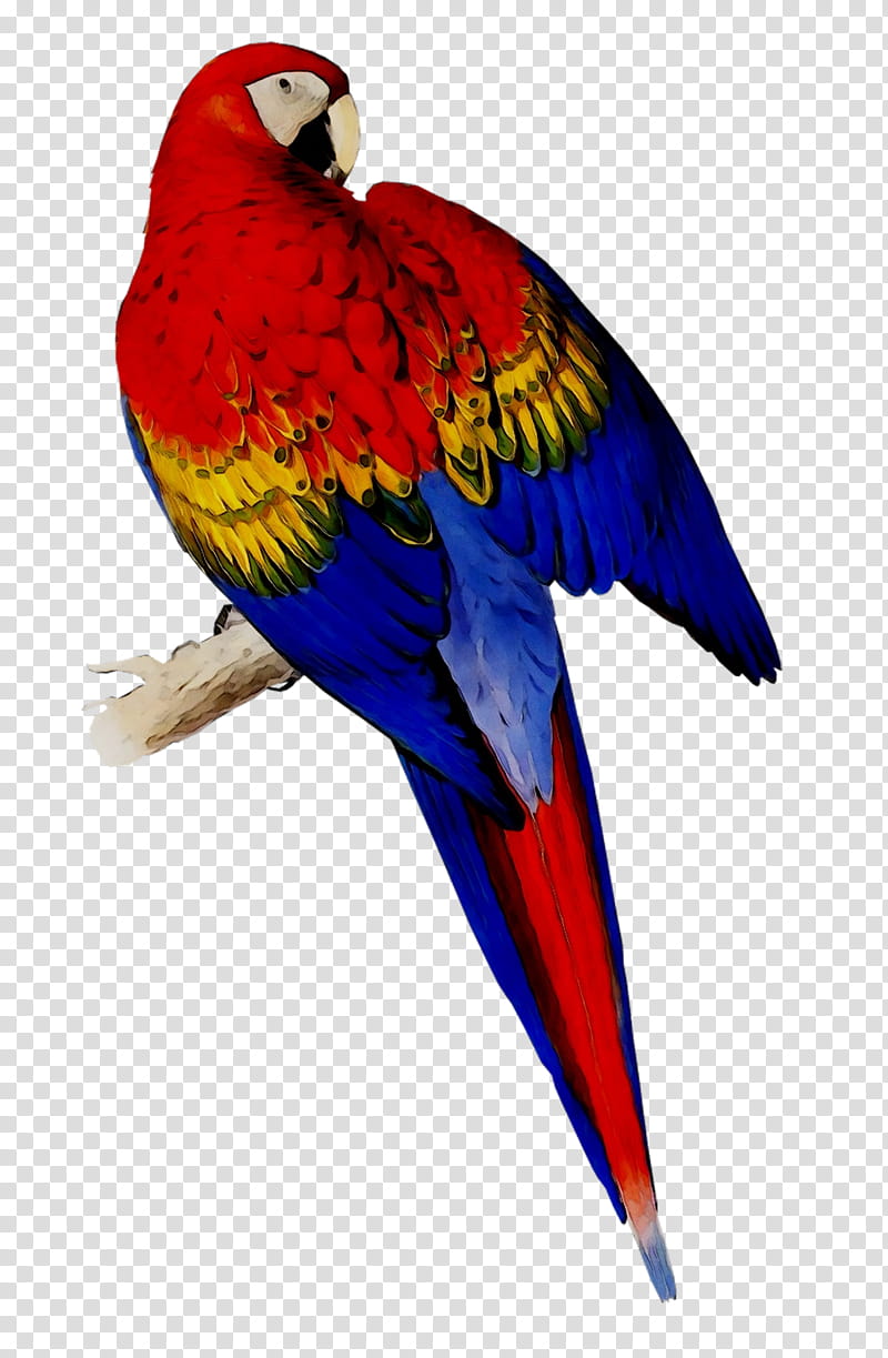 Bird Parrot, Macaw, Scarlet Macaw, Blueandyellow Macaw, Parakeet, Beak, Feather, Loriini transparent background PNG clipart
