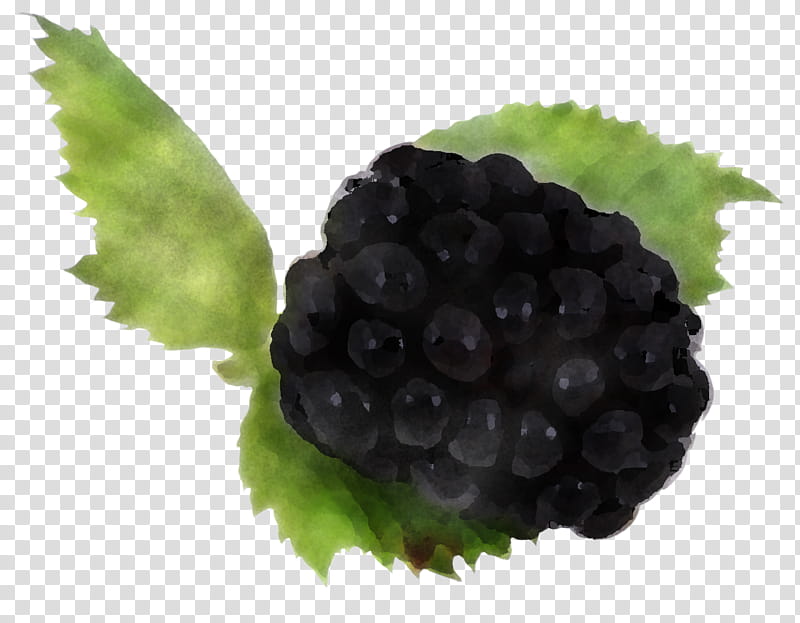 blackberry berry grape fruit rubus, Plant, Dewberry, Natural Foods, Seedless Fruit transparent background PNG clipart